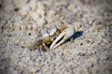 Crab in the Sand on the Beach