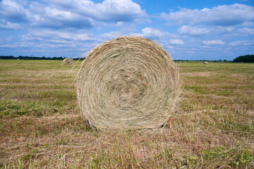Hay bale close up. Round bale of hay front view