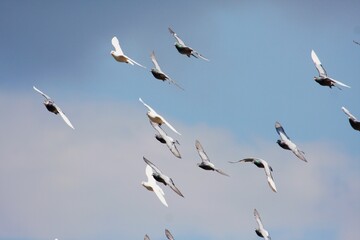 Fliegender Schwarm Tauben 