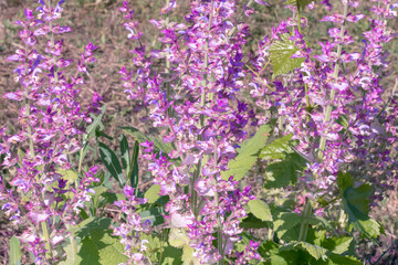 Obraz premium Clary sage plant in garden in summer.Beautiful floral background