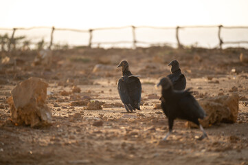 vulture birds on the ground not flying during sunset sunrise warm background colors