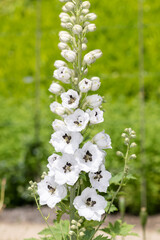 Close up of a white delphinium flower