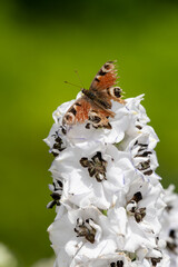 Close up of a peacock butterfly on a white delphinium flower