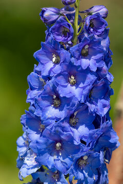 Close up of blue delphinium elatum flowers in bloom