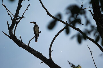 Cormorant