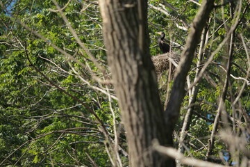 Cormoran in the nest