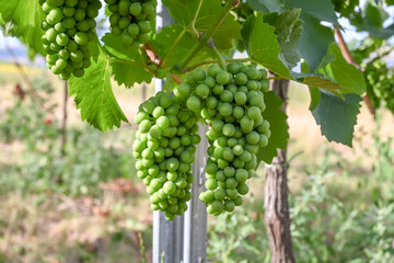 Grapes ripening on the bush. Green berries before ripening.