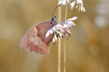 Macro farfalla Maniola Jurtina © Iwona