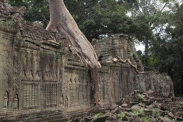 Cambodia - Ta Phrom
