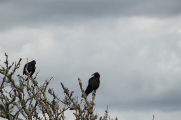 Wild crows perching on withered trees in the wilderness