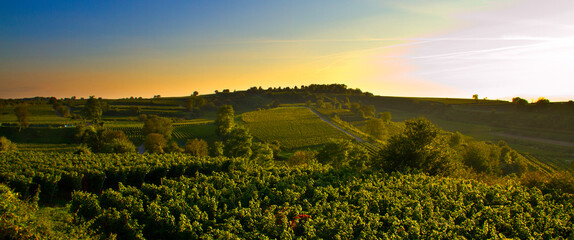 Weinberge Winzer 