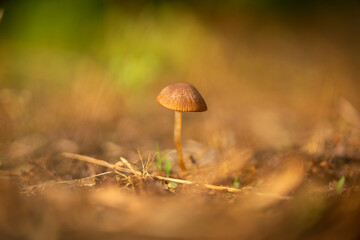 single mushroom in the grass