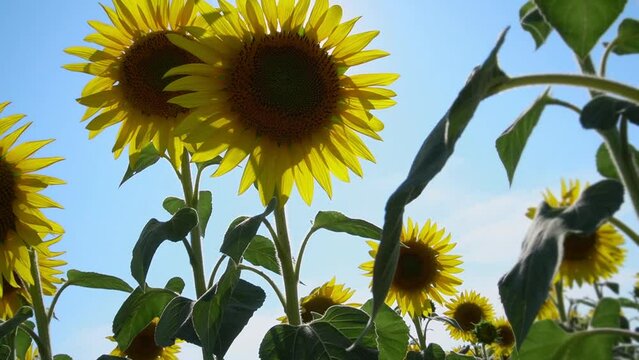 The sunflowers sway, the sun breaks through the petals.