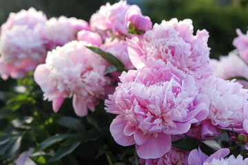 Blooming peony plant with beautiful pink flowers outdoors, closeup