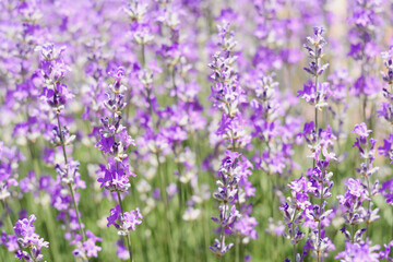 Beautiful lavender flowers growing in field, closeup