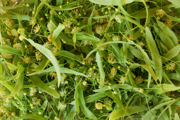 Beautiful linden blossoms and green leaves as background, top view