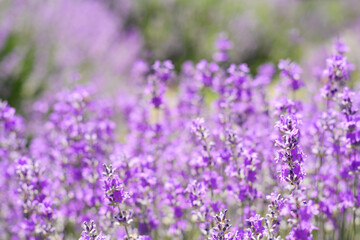 Naklejka premium Beautiful lavender flowers growing in field, closeup