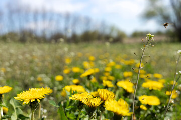 Obraz premium Field of dandelions. Spring meadow.