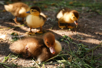 Cute fluffy ducklings in farmyard on sunny day