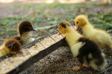 Cute fluffy ducklings near feeder with seed mix in farmyard