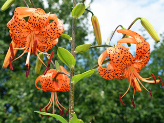 Tiger lily (Lilium lancifolium). Ornamental plant, summer garden