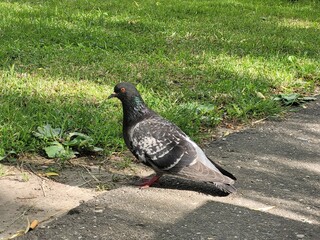 pigeon in the park
