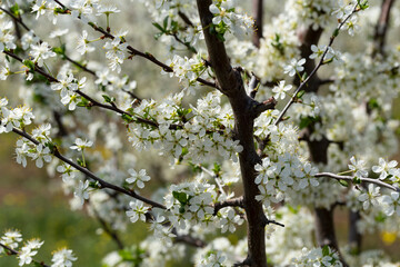 Plum blossom in April. White flowers of fruit tree. Bees and other insects pollinate flowers.