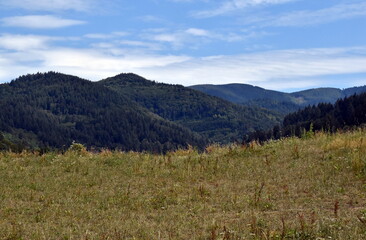 Grüne Sommerlandschaft in Freiburg-Günterstal