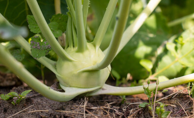 Kohlrabi grows in the garden. Kohlrabi or cabbage vegetable in a vegetable patch.no gmo