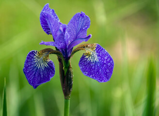 Siberian iris flower with water drops on the petals after rain. © okyela