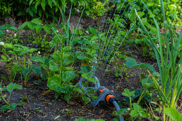 Automatic watering in the garden. Growing plants. Gardening