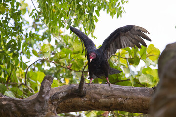 vulture with raised wings in a branch of green tree in tropical forest