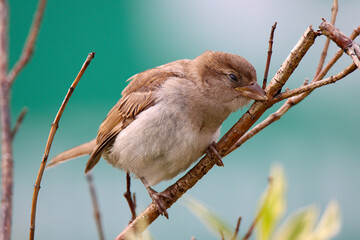 House sparrow bird watching