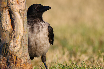 crow on the grass