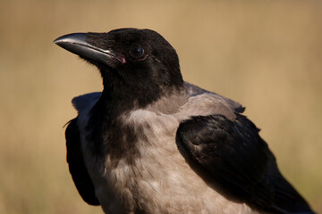 crow on the ground