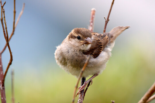 bird on a branch