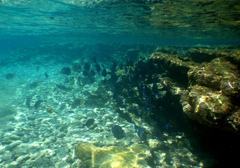 Fototapeta na wymiar coral reef in the crystal clear waters of the caribbean sea
