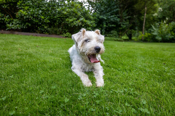 Close up Jack Russell Terrier Dog in Green Garden