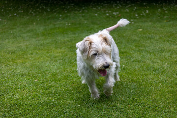 Close up Jack Russell Terrier Dog in Green Garden