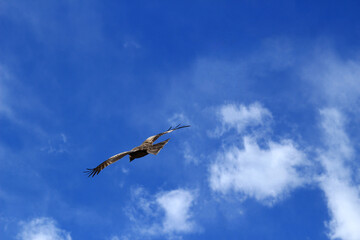 Black kite flying freely in the blue sky