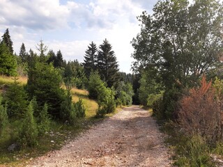 Fototapeta na wymiar Path in the woods near village Pavlovac on mountain Jahorina, Bosnia and Herzegovina