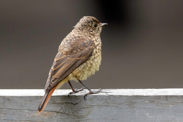 Thrush on a wooden fence