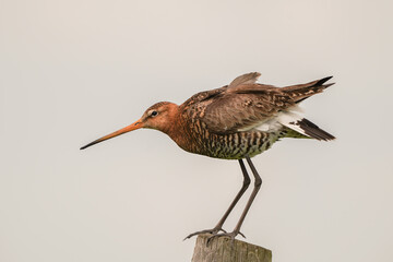 Obraz premium Black-tailed godwit (Limosa limosa) standing on a pole