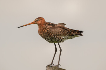 Black-tailed godwit (Limosa limosa) standing on a pole