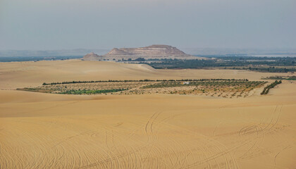 sand dunes in the morning