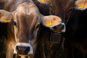 Close-up of two cattle heads looking at camera, Swiss Brown