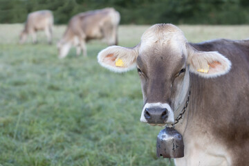 Portrait of a hornless cow with bell facing the camera against on the pasture, Swiss Brown