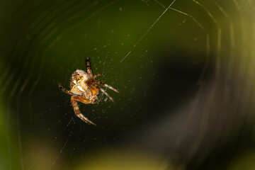 A garden spider, cross spider, sits on its web, Araneidae, Araneus diadematus