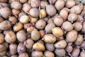 Many potatoes with young shoots are prepared for planting