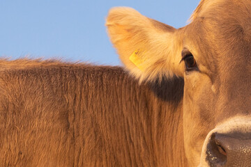 Close-up of a young brown cow, cattle, heifer looking at camera against blue sky, Swiss Brown